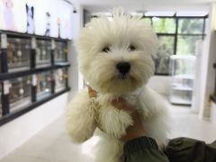 -翊宠yipet猫狗购宠庄园犬舍•猫舍