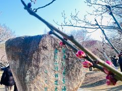 -香雪海