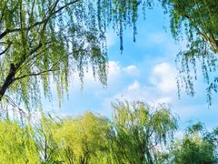 -大兴滨河森林公园