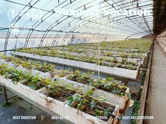 -甜心庄园·甜心草莓采摘园(西青中北店)