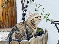 -喵屿·大理花园猫咖