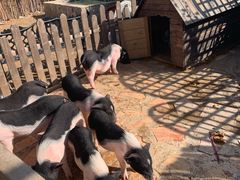 -HERRE·FARM 赫尔露营农场·团建聚会包场