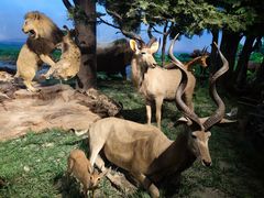 -国家自然博物馆