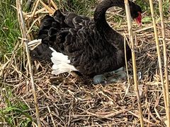 -长兴太湖图影湿地文化园