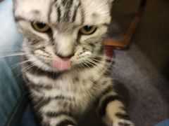 -猫色咖啡·猫咖