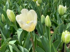 -上海鲜花港