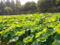 -荆川公园