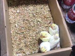 -万商花鸟市场