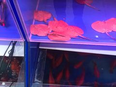 -华声天桥民俗文化园