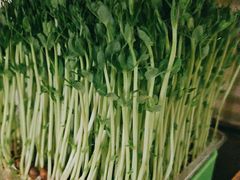 -番食园鲜食火锅(高新店)