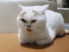 -藏猫猫咖啡主题馆(中央大道店)