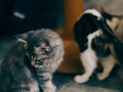 -楼上猫咖(罗湖店)