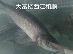 -八仔大富楼·河鲜(西江店)