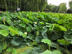 -莲湖公园
