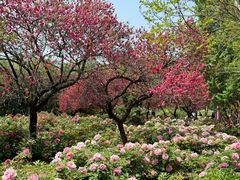 -洛阳市隋唐城遗址植物园