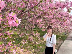 -天适樱花悠乐园