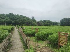 -中国茶叶博物馆(双峰馆区)