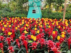 -南宫五洲植物乐园