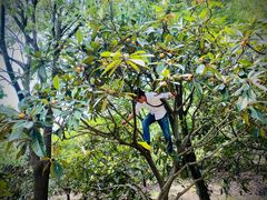 -塘栖枇杷特色园区