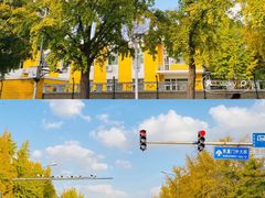 -三里屯东五街银杏大道