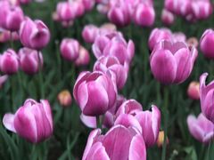 -石家庄市植物园