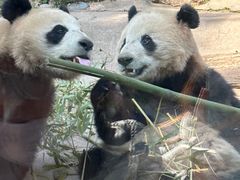 -都江堰中华大熊猫苑