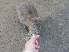 -费瑟代尔野生动物园