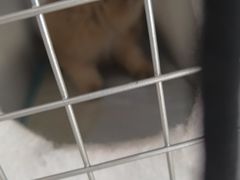 -全心全意连锁动物医院·微创中心·内科急重症·心脏专科(丰管路店)