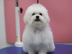 -瑞鹏宠物医院犬猫全科(真大分院)