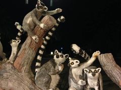 -清迈夜间动物园