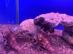 -秦皇岛新澳海底世界