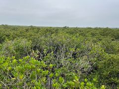 -北海金海湾红树林生态旅游区