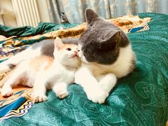 -纳吉亚猫专科动物医院博雅分院