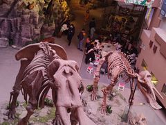 -陕西自然博物馆