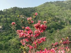 -木兰云雾山