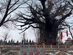 -大槐树寻根祭祖园