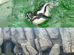 -上海野生动物园