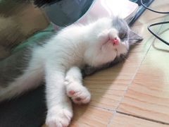-袖虎·猫馆(体育西路店)