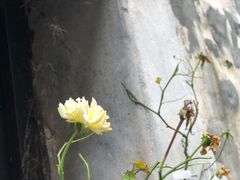 -前童古镇