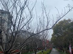 -高东镇樱花园