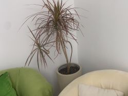 -凡碧诗毛孔收细