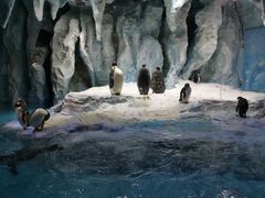 -帝企鹅自助餐厅•儿童岛•真企鹅(长隆企鹅酒店)