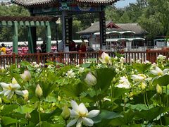 -莲花池公园