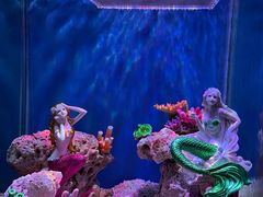 -上海海昌海洋公园