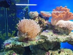 -御唐府海珊瑚主题餐厅