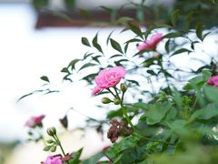 -瑞丰园庭院餐厅·白族传统家常菜