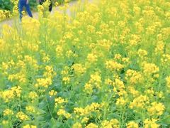 -西京湾花海