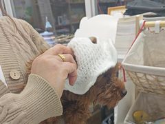 -瑞派雷欧宠物医院·24h夜诊·心脏骨科牙科·全科重症转诊中心(无影山店)