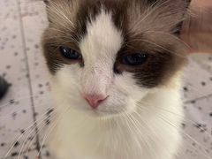 -喵喵咪呀布偶猫咖(春熙路店)