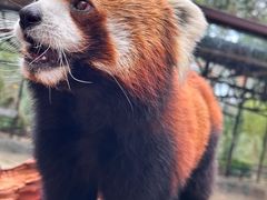 -云南野生动物园